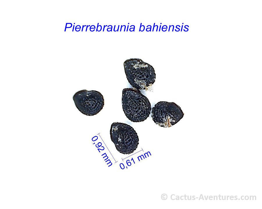 Pierrebraunia bahiensis AH.jpg1